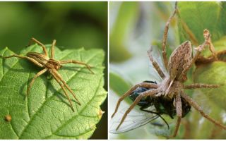 Quantas aranhas comuns vivem em um apartamento e na natureza