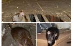 Como pegar um rato na casa