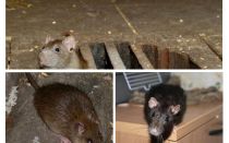 Como pegar um rato na casa