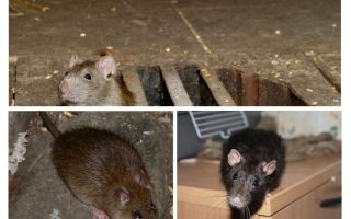 Como pegar um rato na casa