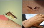 Por que os mosquitos na natureza