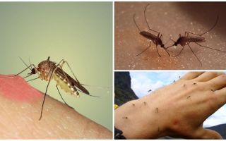 Por que os mosquitos na natureza