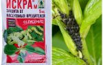Preparação de pulgão de faísca