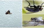 Como uma mosca se senta e se agarra ao teto