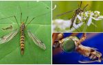 Grandes mosquitos com pernas longas (latas)