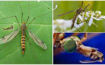 Grandes mosquitos com pernas longas (latas)