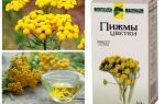 Tansy percevejos