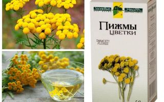 Tansy percevejos