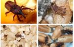 Como lidar com o weevil na cozinha