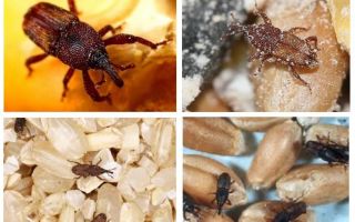 Como lidar com o weevil na cozinha