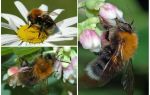 Descrição e foto da bumblebee da cidade