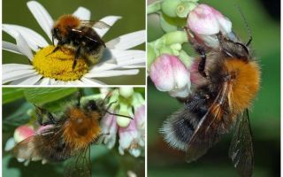 Descrição e foto da bumblebee da cidade