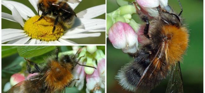 Descrição e foto da bumblebee da cidade