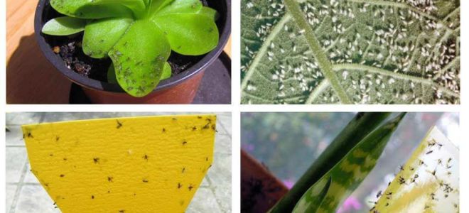 Como lidar com moscas em vasos de flores