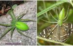 Aranhas Verdes na Rússia