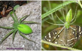 Aranhas Verdes na Rússia