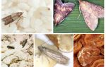 Como trazer mariposa de comida na cozinha