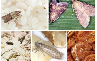 Como trazer mariposa de comida na cozinha