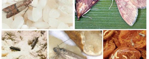 Como trazer mariposa de comida na cozinha