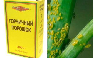 Mostarda de Aphid