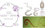 Sintomas e tratamento de garras humanas