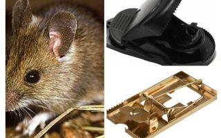 Como colocar uma ratoeira