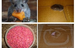 Como tirar os ratos da garagem