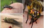 Qué hacer y cómo tratar el edema, si se trata de un poco de mosca de caballo, mordido, síntomas