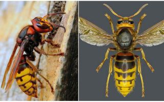 Hornet Europeu