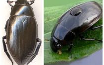 Grande comparação entre as duas espécies de besouros, oriunda da água e amante da água