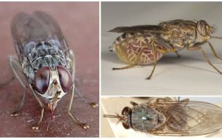 Descrição e foto da mosca tsé-tsé