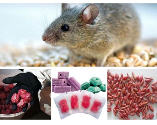 Veneno para ratos e camundongos