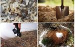 Como tirar formigas do jardim remédios populares