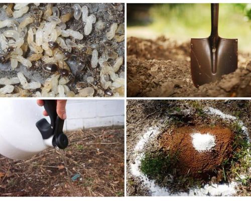 Como tirar formigas do jardim remédios populares