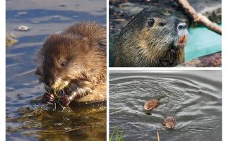 Ratos da água