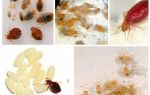 Larvas de cama ou insetos