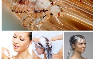 Shampoos de pediculose para crianças e adultos