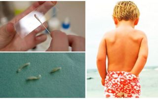 Como fazer raspagem em ovos pinworm