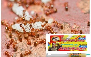 Remédio Great Ant Warrior