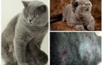 Como obter uma pulga de um gato britânico