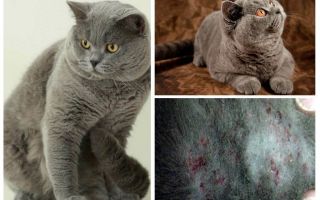 Como obter uma pulga de um gato britânico
