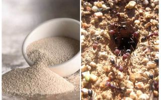 Levedura contra formigas no país