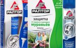 Bermakna semut raptor