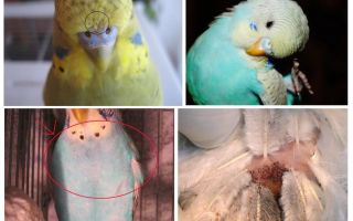 Pulgas em periquitos