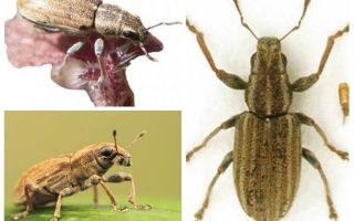Tuber weevil - perosak kekacang