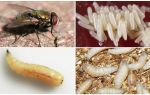 Descrição e foto de larvas e ovos de moscas