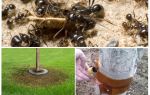 Perangkap semut di dalam pokok dengan tangan mereka sendiri