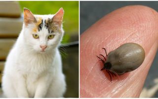 O que fazer se um gato for mordido por um carrapato