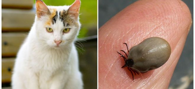 O que fazer se um gato for mordido por um carrapato