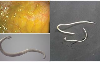 Maneiras de infecção pinworm